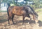 Morgan Gelding for Sale in Millersburg, Pennsylvania Morgan Gelding for Sale in Millersburg, Pennsylvania