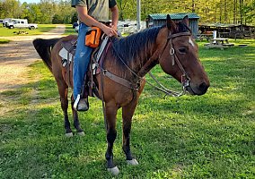 Quarter Horse (Quarter Horse, Gelding) in West Plains, MO