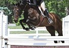 Sweet as pie, Looking for her Thoroughbred Mare