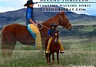 Tennessee Walking - Horse for Sale in Laporte, CO 80535