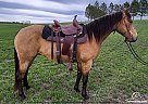 Quarter Horse - Horse for Sale in Bismarck, ND 58503