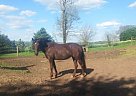 Quarter Horse Mare for Sale in Millersburg, Pennsylvania Quarter Horse Mare for Sale in Millersburg, Pennsylvania