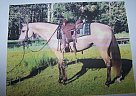 Sharen Patterson - Gelding in Anthony, FL Sharen Patterson - Gelding in Anthony, FL