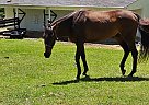 Appendix - Horse for Sale in La Grange, KY 40031