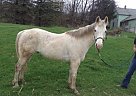 Kid Safe Grey Gelding Trail Hors... Quarter Horse Gelding