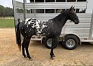 Appaloosa - Horse for Sale in Summit, MS 39666