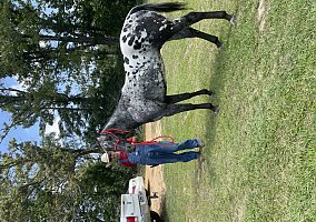 Appaloosa (Appaloosa, Gelding) in Summit, MS
