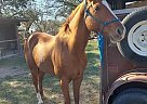 Quarter Horse - Horse for Sale in Poteet, TX 78065