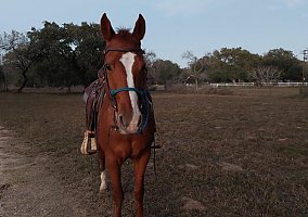 Quarter Horse (Quarter Horse, Mare) in Poteet, TX