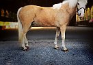 Cirrus - Gelding in Robesonia, PA Cirrus - Gelding in Robesonia, PA