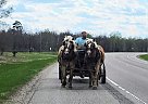 Belgian Draft - Horse for Sale in Sebeka, MN 56477 Belgian Draft - Horse for Sale in Sebeka, MN 56477