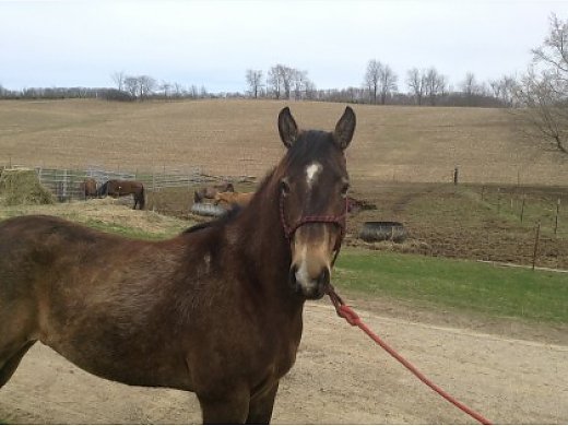 Buckskin Gelding For Trail Riding