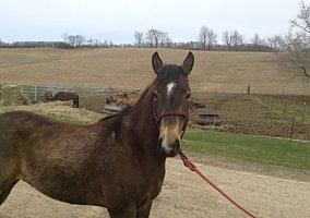 Quarter Horse (Quarter Horse, Gelding) in Elroy, WI