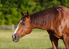 Chocoholichic (Quarter Horse, Mare) in Long Lake, MN