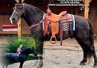 Kentucky Mountain - Horse for Sale in Columbia, KY 42715