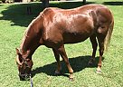 Tennessee Walking - Horse for Sale in Concord, NC 28027 Tennessee Walking - Horse for Sale in Concord, NC 28027