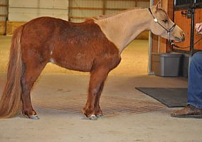 Miniature Horse (Miniature Horse, Stallion) in Fort Collins, CO