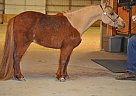 Miniature - Horse for Sale in Fort Collins, CO 