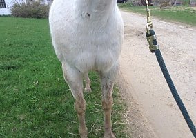 Quarter Horse (Quarter Horse, Gelding) in Elroy, WI