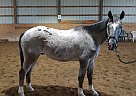 Leonardo - Gelding in Parma, MI Leonardo - Gelding in Parma, MI