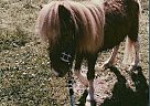 chester - Stallion in locust fork, AL chester - Stallion in locust fork, AL