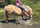 Other Gelding for Sale in Hume, Missouri Other Gelding for Sale in Hume, Missouri