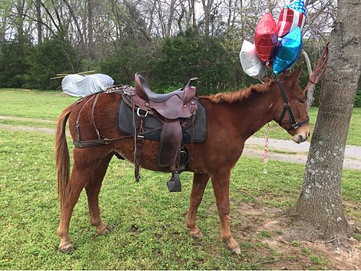 Mule