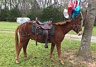 Mule - Horse for Sale in Lebanon, TN 37087