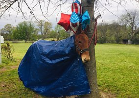 Mule (Mule, Stallion) in Lebanon, TN