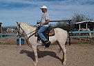 Spirit - Mare in Marana, AZ Spirit - Mare in Marana, AZ