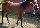 Buttercup - Mare in Piedmont, AL Buttercup - Mare in Piedmont, AL