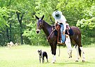 Mule - Horse for Sale in Rattan, OK 74562 Mule - Horse for Sale in Rattan, OK 74562