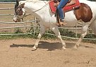 Quarter Horse - Horse for Sale in Red Bluffred Bluff, CA 96080