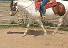 Quarter Horse - Horse for Sale in Red Bluffred Bluff, CA 96080 Quarter Horse - Horse for Sale in Red Bluffred Bluff, CA 96080