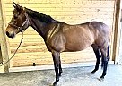 Thoroughbred - Horse for Sale in Portland, OR 97212