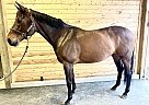 Thoroughbred - Horse for Sale in Portland, OR 97212 Thoroughbred - Horse for Sale in Portland, OR 97212