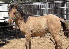 Mustang (Mustang, Stallion) in Alpine, CA
