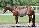 Quarter Horse - Horse for Sale in Whitesboro, TX 76273 Quarter Horse - Horse for Sale in Whitesboro, TX 76273