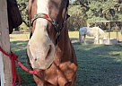 Tennessee Walking - Horse for Sale in louisiana, LA 70775