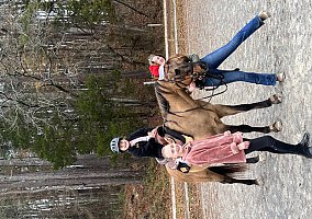 Quarter Horse (Quarter Horse, Gelding) in Canton, GA