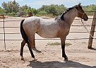 Limited Hancock Filly for Sale Arizona Sol Rose