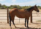 Limited Hancock Filly Baby Sol Jazz