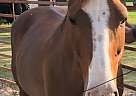 Tequila - Mare in Mexia, TX Tequila - Mare in Mexia, TX