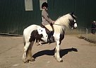 Gypsy Vanner - Horse for Sale in Yorkshire, s752ry Gypsy Vanner - Horse for Sale in Yorkshire, s752ry