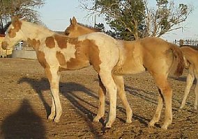 Quarter Horse (Quarter Horse, Stallion) in Hope, NM