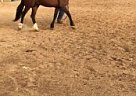 Azteca Horse Azteca Stallion