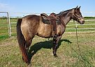 HandmaidHancock - Mare in Howe, TX HandmaidHancock - Mare in Howe, TX