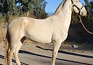 Andalusian - Horse for Sale in Canyon, CA 91351