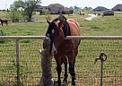 Quarter Horse - Horse for Sale in Howe, TX 75459 Quarter Horse - Horse for Sale in Howe, TX 75459