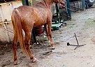 Arabian - Horse for Sale in Stafford, TX 77477